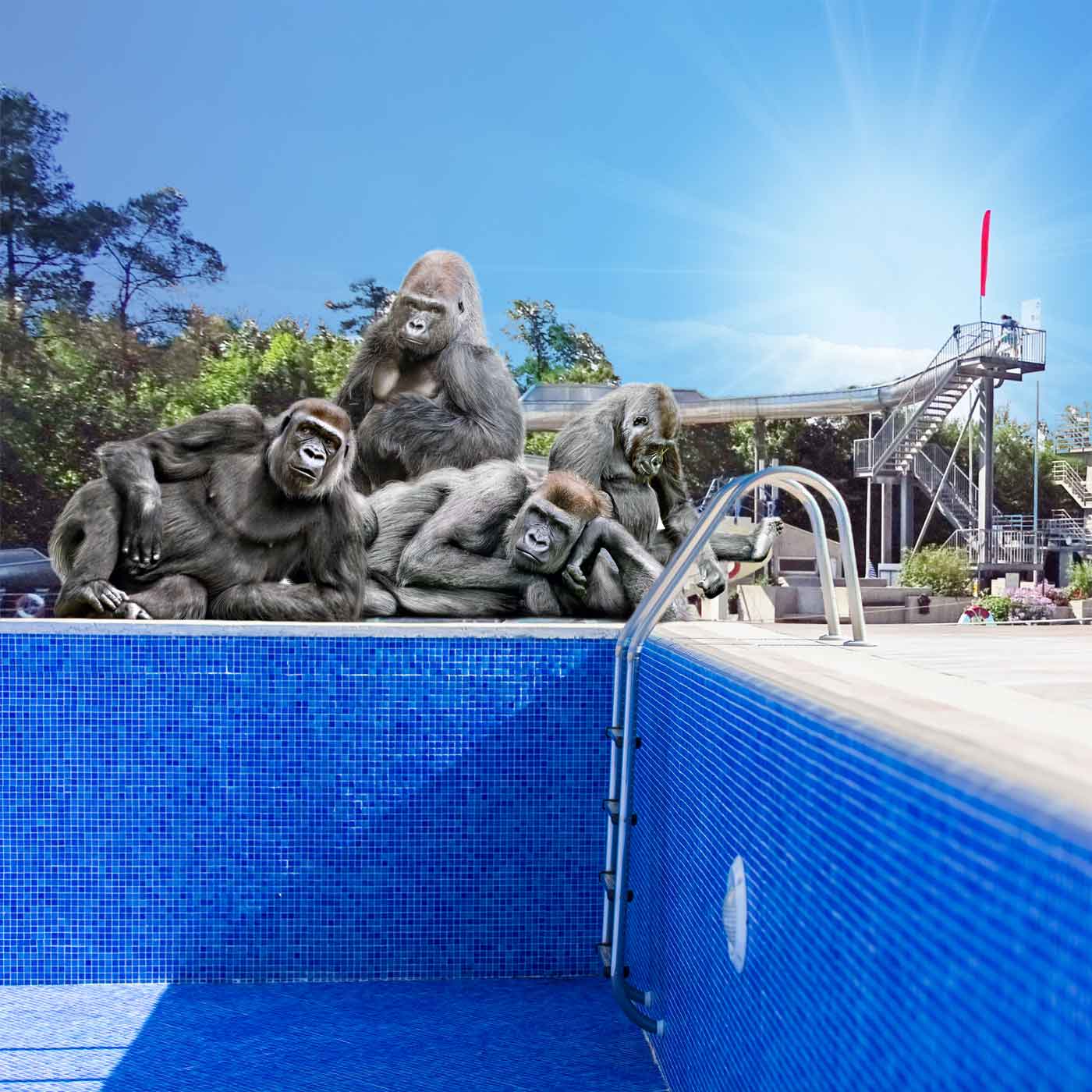 3 Gorillas langweilen sich am leeren Schwimmbecken